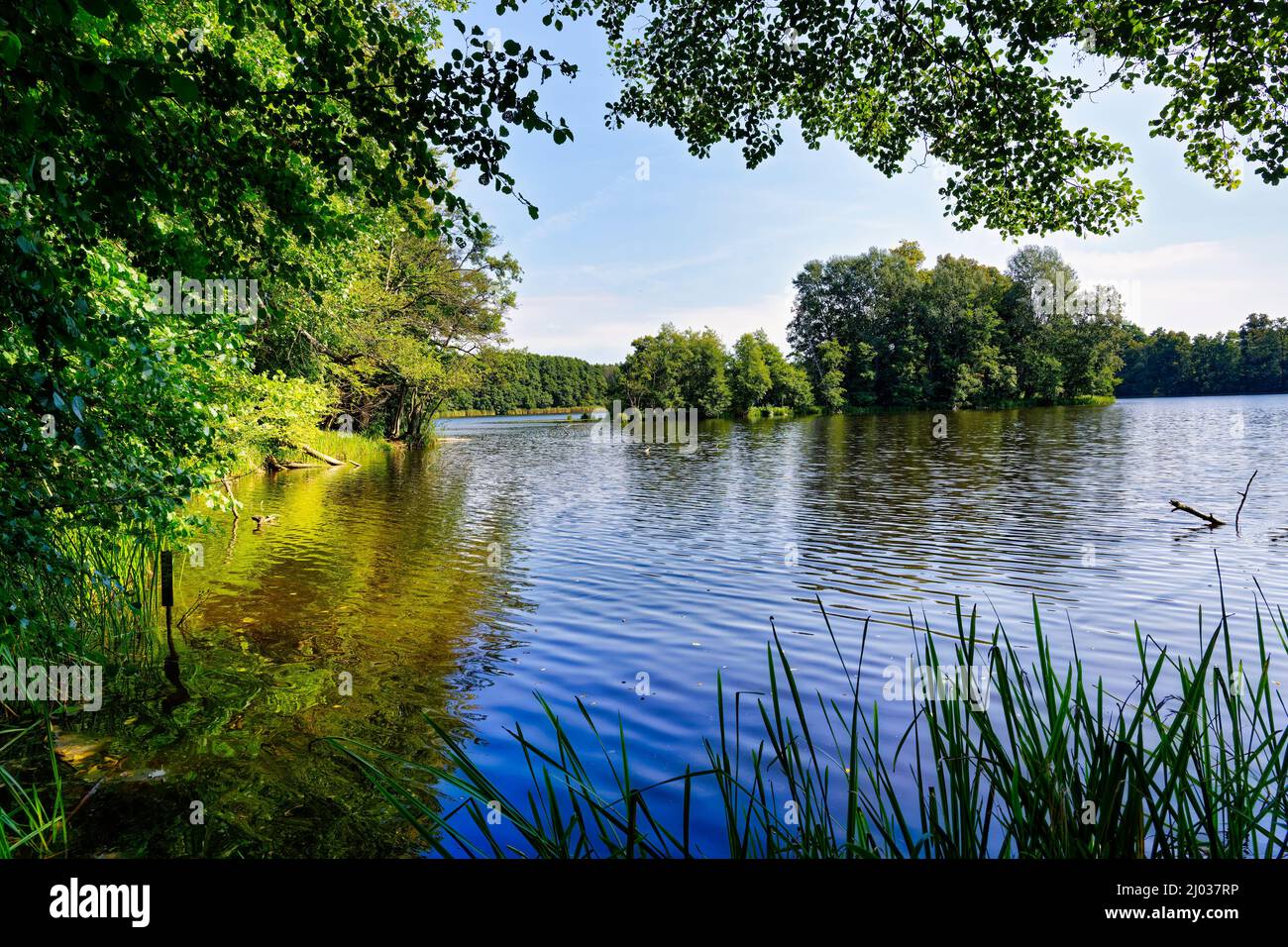 Lake Amts surrounded by forest, Biosphere reserve Schorfheide-Chorin, Brandenburg, Germany, Europe Stock Photo