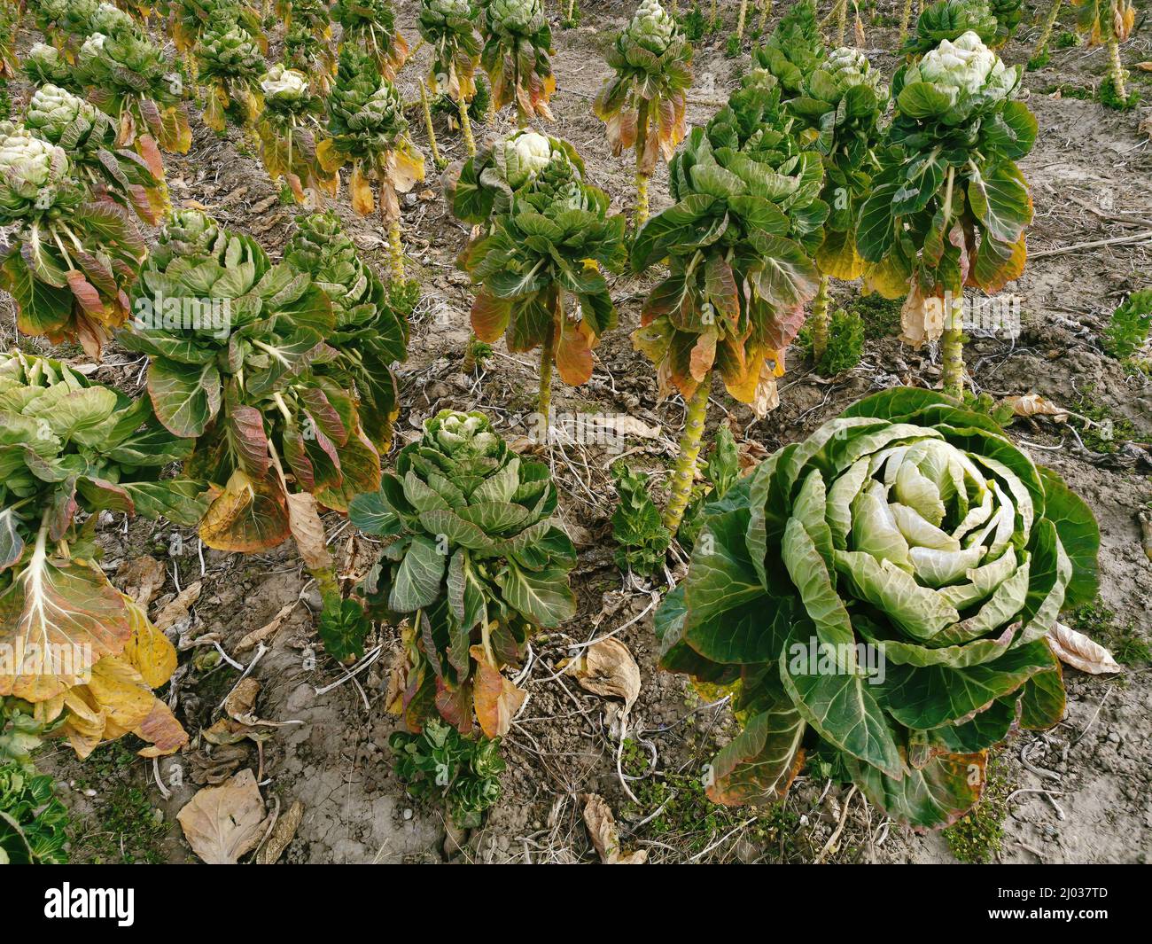 Landwirtschaft, abgeerntetes Rosenkohlfeld, Rosenkohl, bzw ...