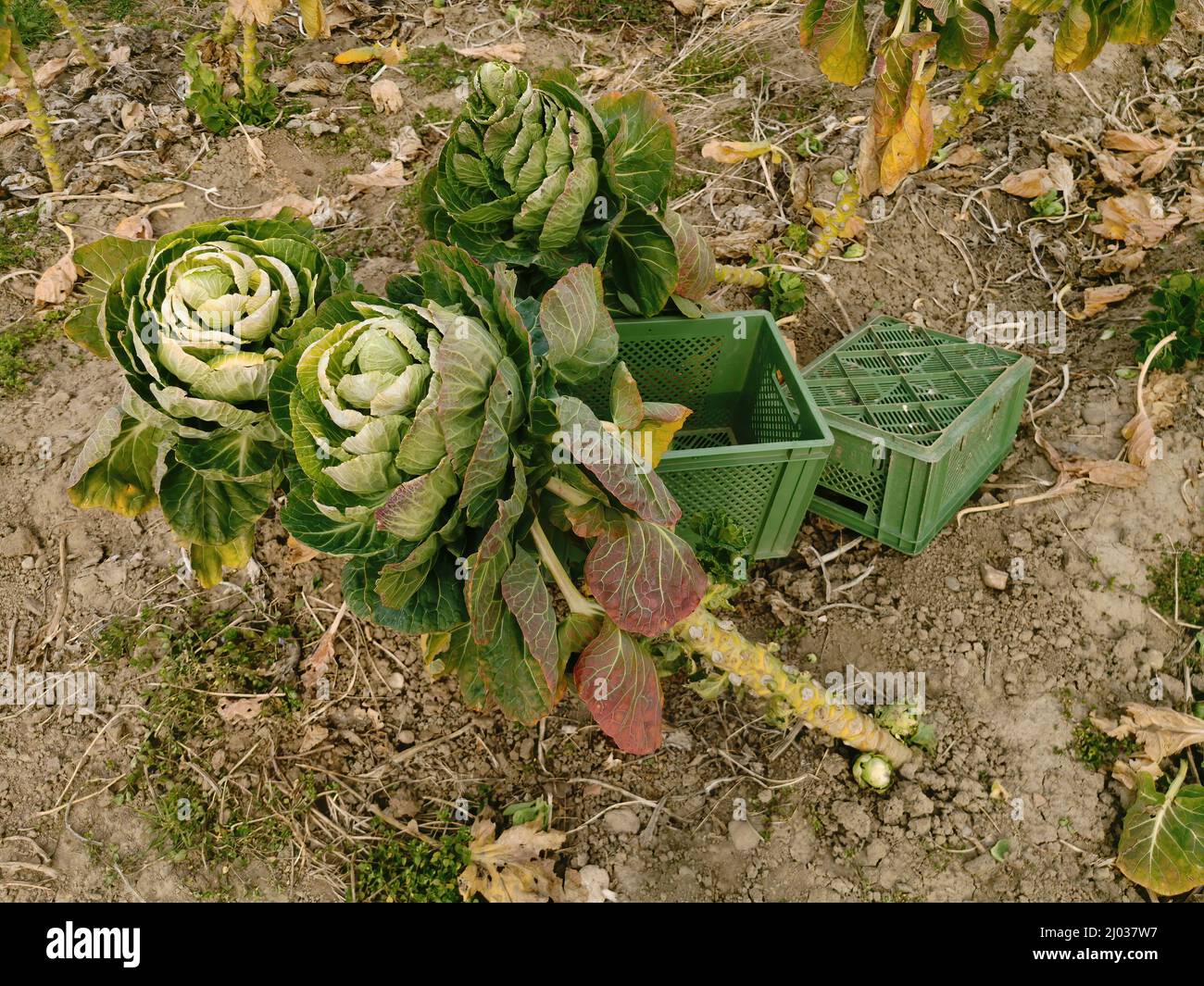 Landwirtschaft, abgeerntetes Rosenkohlfeld, Rosenkohl, bzw. Kohlsprossen oder Sprossenkohl, Brassica oleracea var. gemmifera  /  Agriculture, harveste Stock Photo