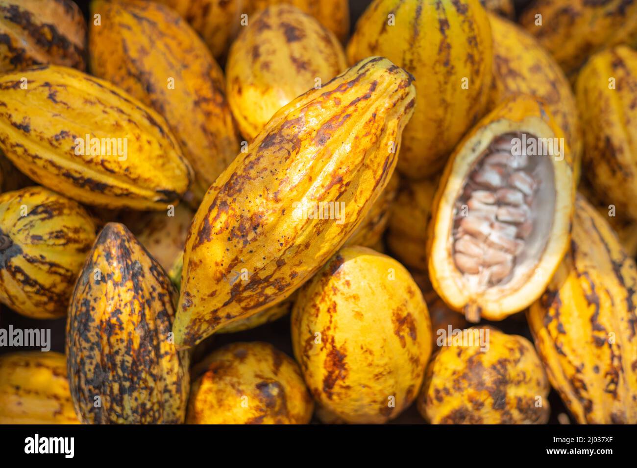 Raw Cocoa Chocolate bean. Theobroma fruit ripe plant seed. Stock Photo