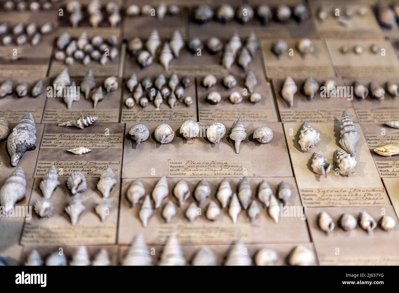 Shells on display at the Sedgwick Museum of Earth Sciences, Cambridge