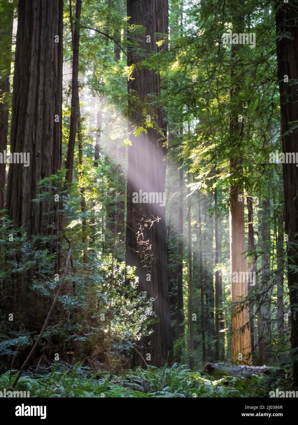Sun shining through the redwoods, Avenue of Giants, Humboldt Redwoods State Park, California, United States of America, North America Stock Photo