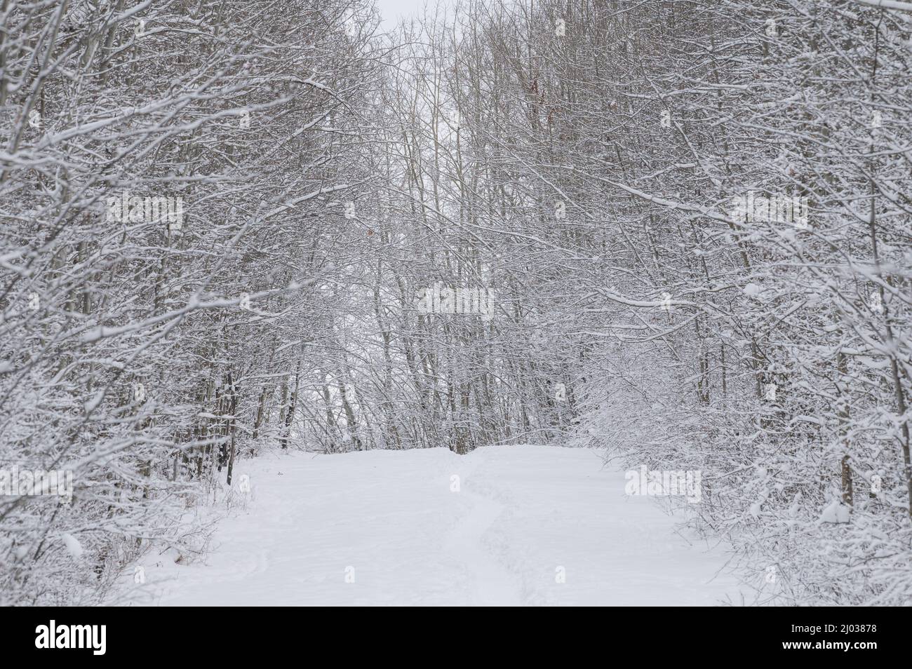 Snow and hoar frost in a winter forest, Boreal Forest, Elk Island National Park, Alberta, Canada, North America Stock Photo