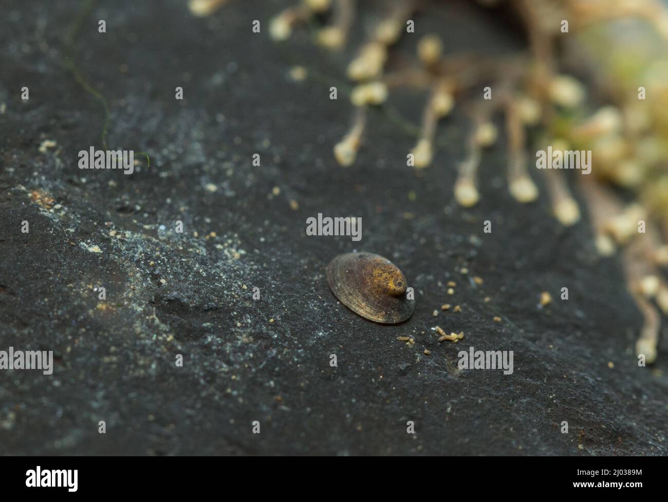 River limpet (Ancylus fluviatilis) Stock Photo