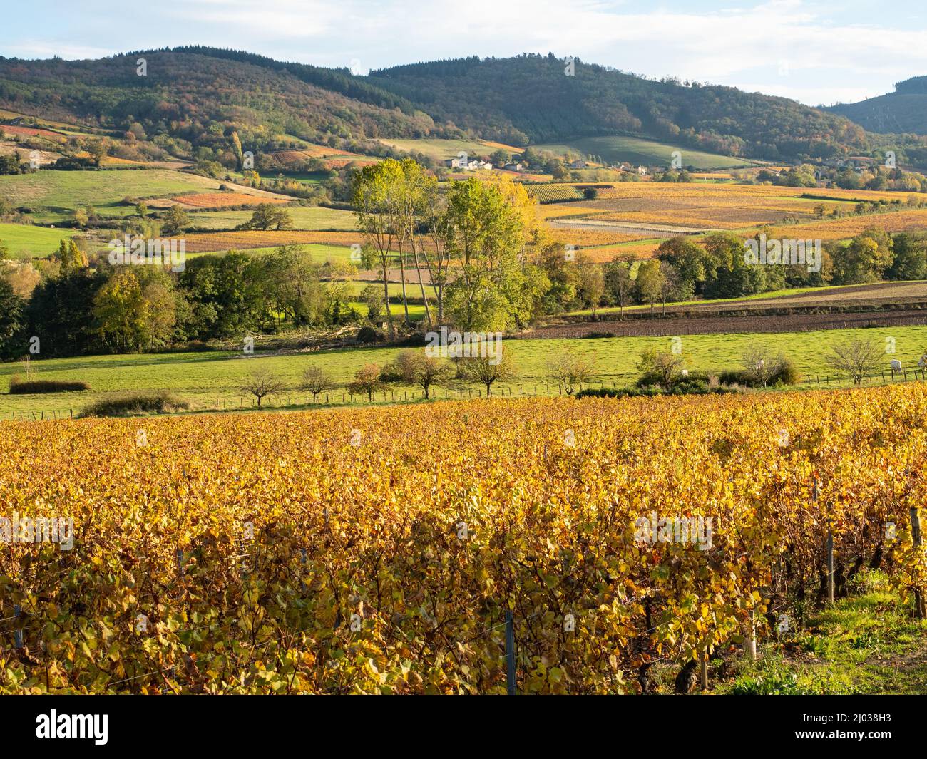 Rolling hills of vineyards gold in the fall in southern Burgundy, France, Europe Stock Photo