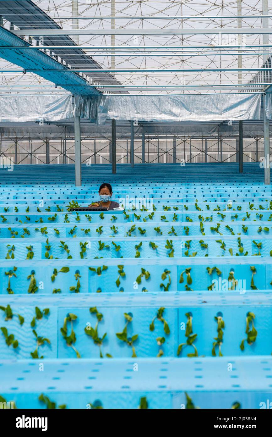 HEFEI, CHINA - MARCH 16, 2022 - The workers in the greenhouse of a plant factory grow vegetables by planting aerosols. Hefei, East China's Anhui Provi Stock Photo