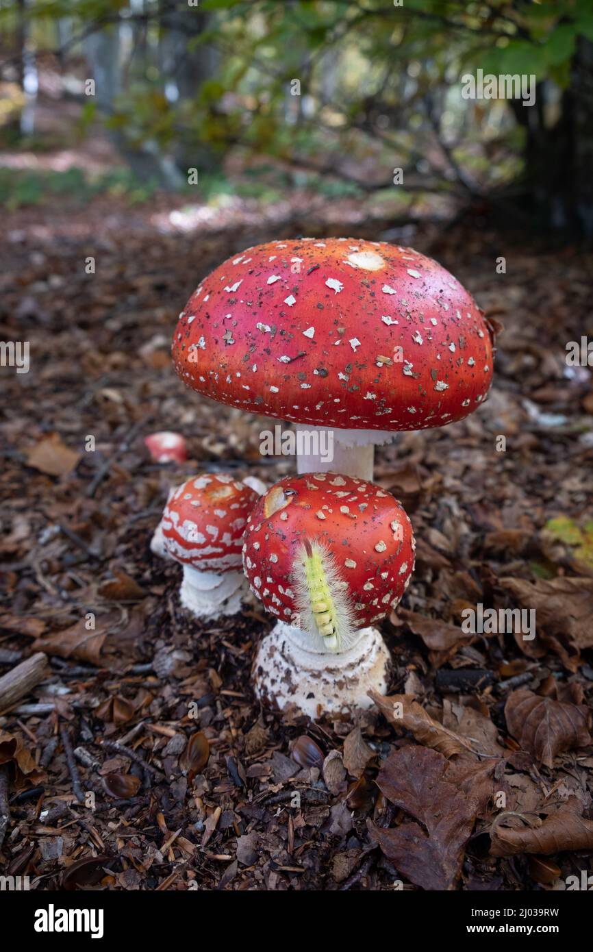 Amanita Muscaria (fly agaric) mushrooms in the underwood with a processionary bug (caterpillar) climbing one of them, Emilia Romagna, Italy, Europe Stock Photo
