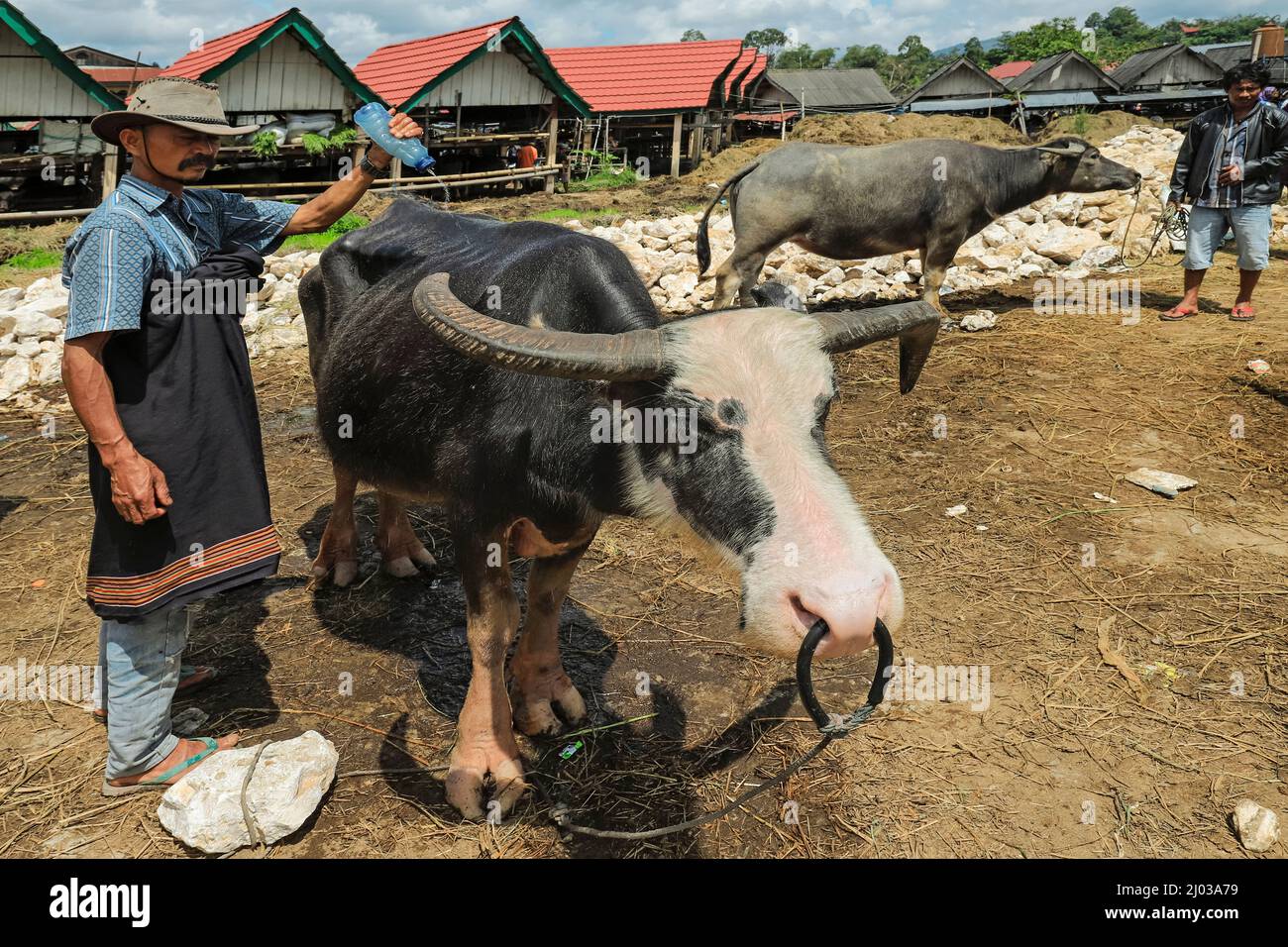 Tedong bonga (piebald buffalo) at buffalo market in Bolu near North Toraja capital, Bolu, Rantepao, Toraja, South Sulawesi, Indonesia Stock Photo