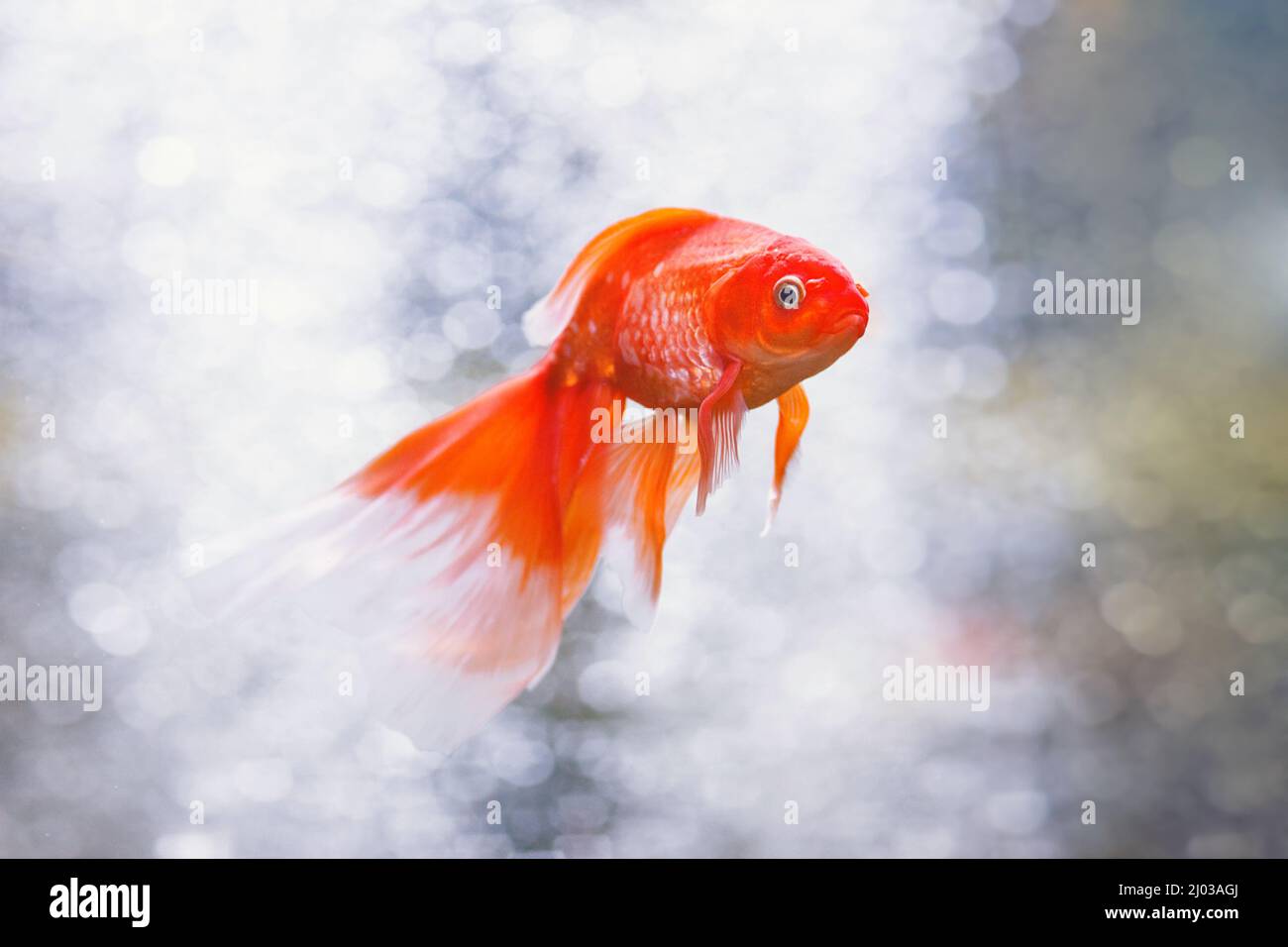 Goldfish swimming underwater. Different colorful Carassius auratus in the aquarium. Stock Photo