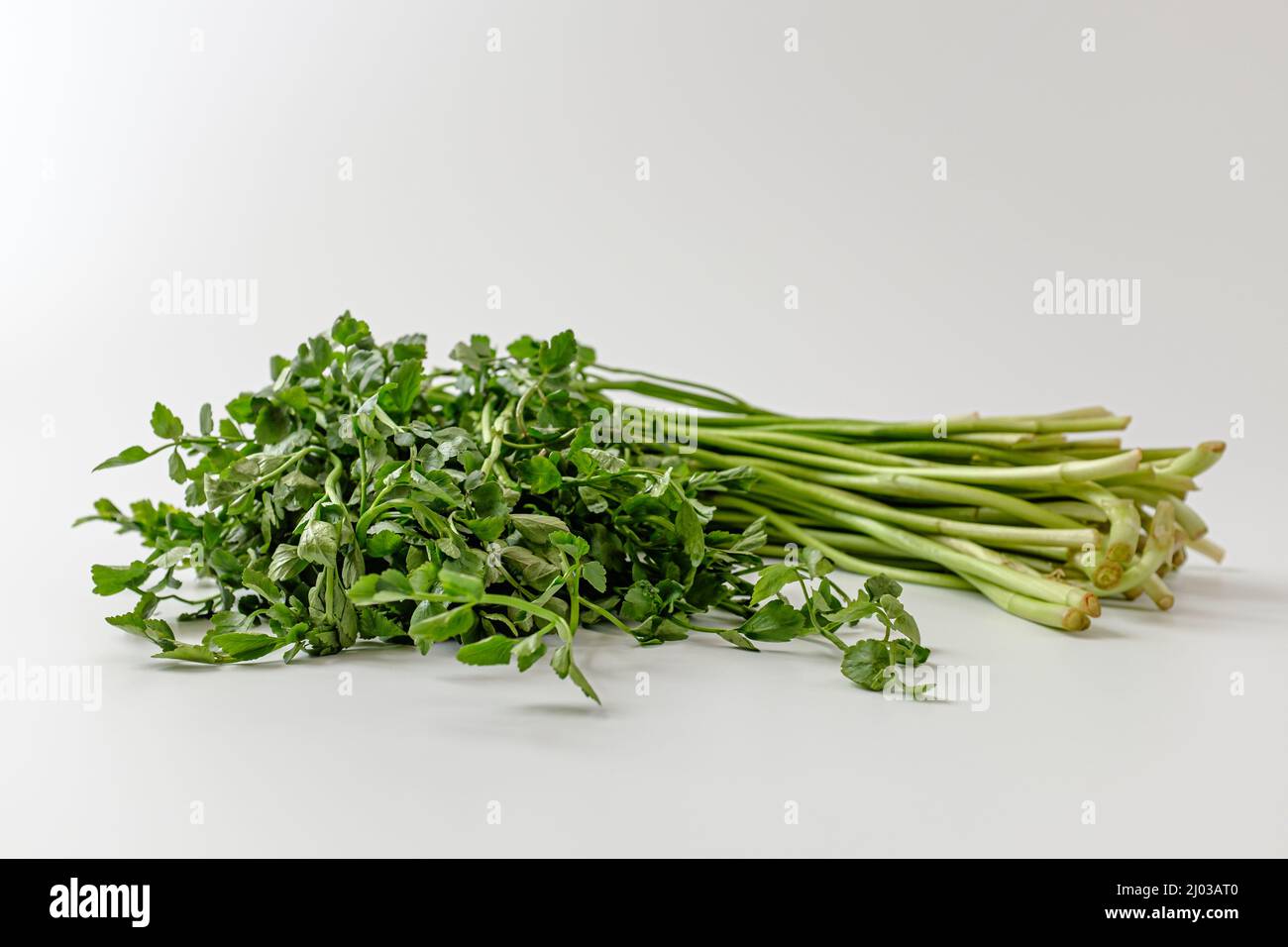 water parsley on white background Stock Photo - Alamy