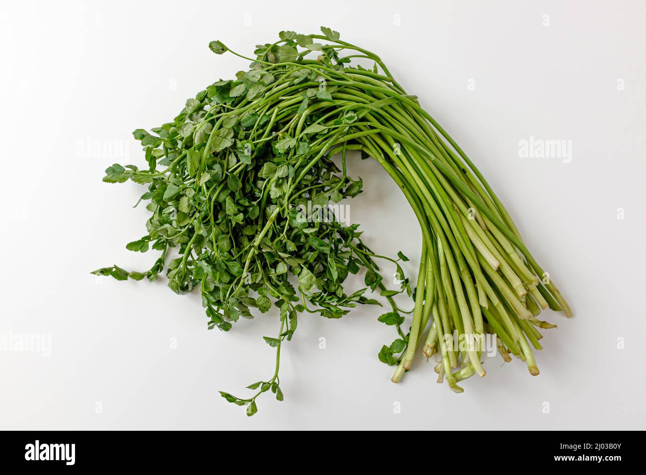 water parsley on white background Stock Photo - Alamy