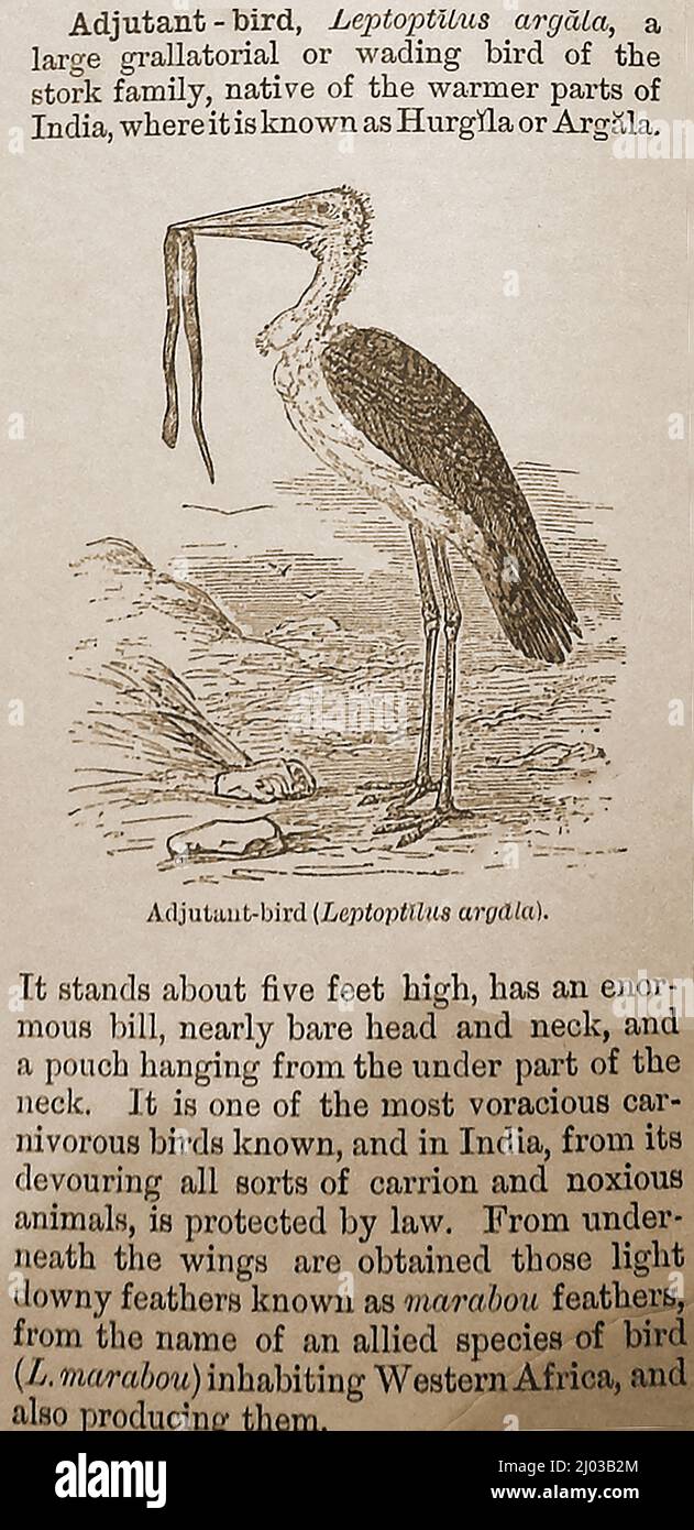 A  English Victorian illustration and description of a Adjutant bird , also known as the Adjutant Stork (Lepitoptilus argala, Leptoptilos dubius  or Leptoptilos javanicus depending on its size ) a wading  carrion eating bird of India where it is known as  the Hurgila or Argala. It was prized for its soft downy feathers known as  Marabou. Stock Photo