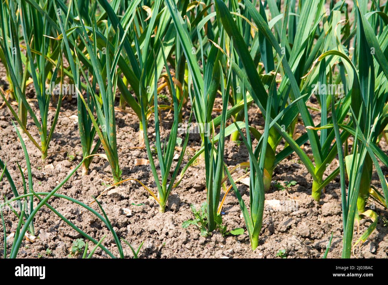 garlic growing in burgess hill allotments west sussex Stock Photo Alamy