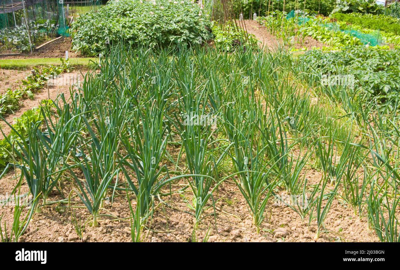 Allotment in burgess hill hi-res stock photography and images - Alamy