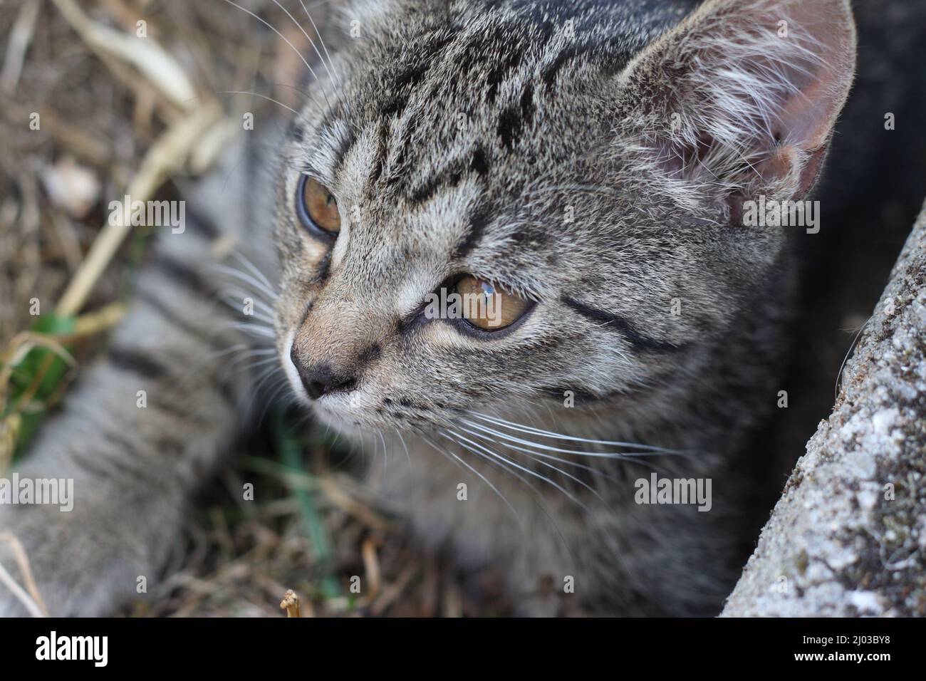 Portraits von jungen Katzen. Tschechien. Stock Photo