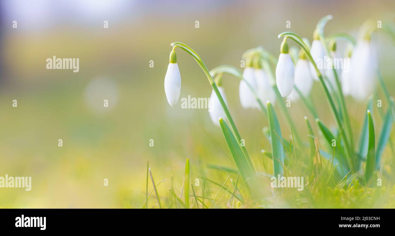 First spring flower - snow drops, bright background with flowers Stock Photo