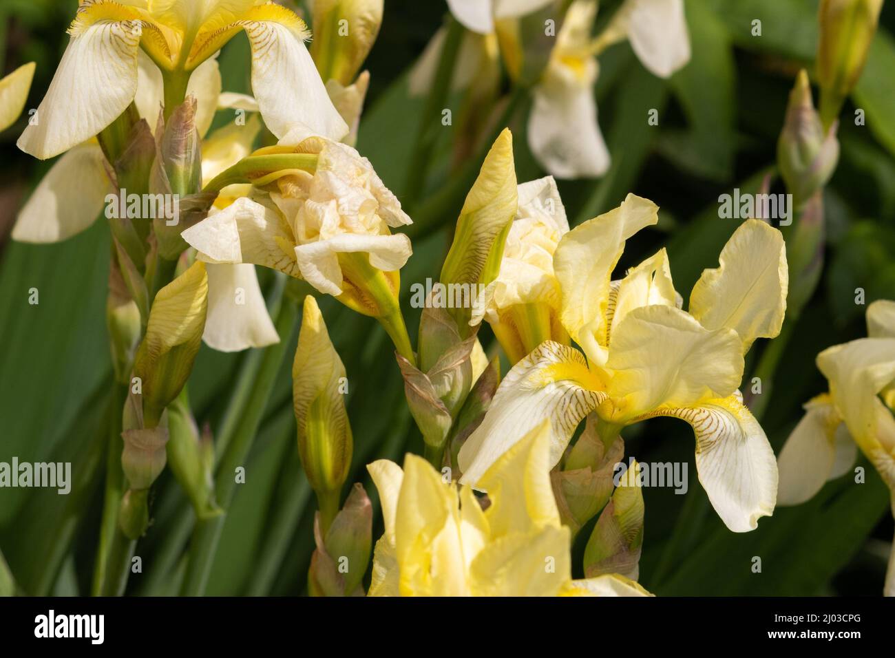 Iris lutescens flower background close-up Stock Photo