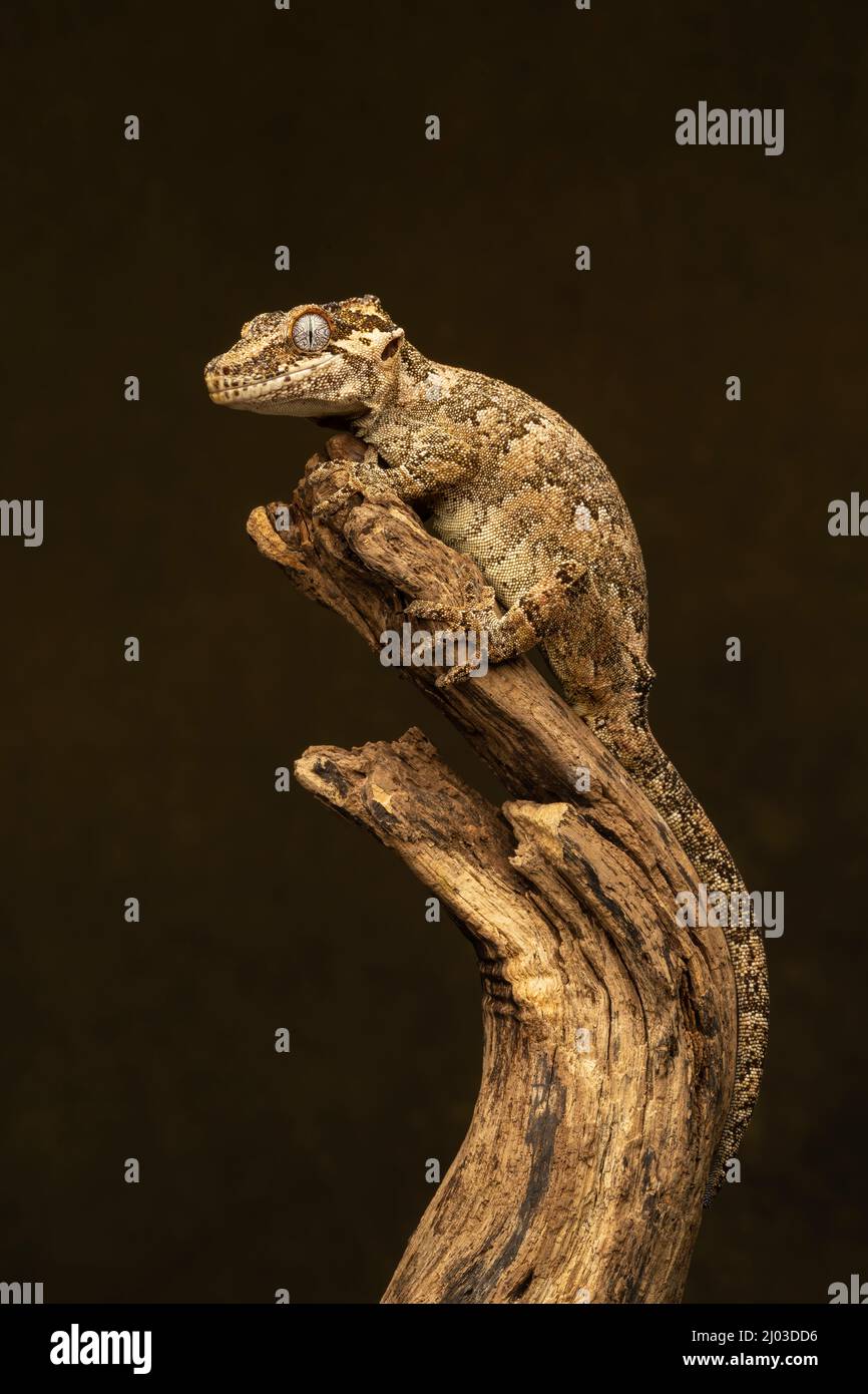 Gargoyle Gecko (Rhacodactylus auriculatus). This species originates in New Caledonia (a group of islands between Fiji and Australia) Stock Photo