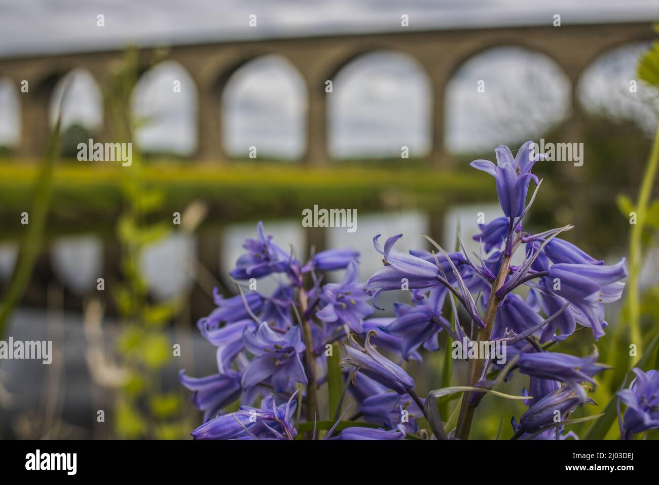 Shallow focus of purple French bell flowers growing outside Stock Photo