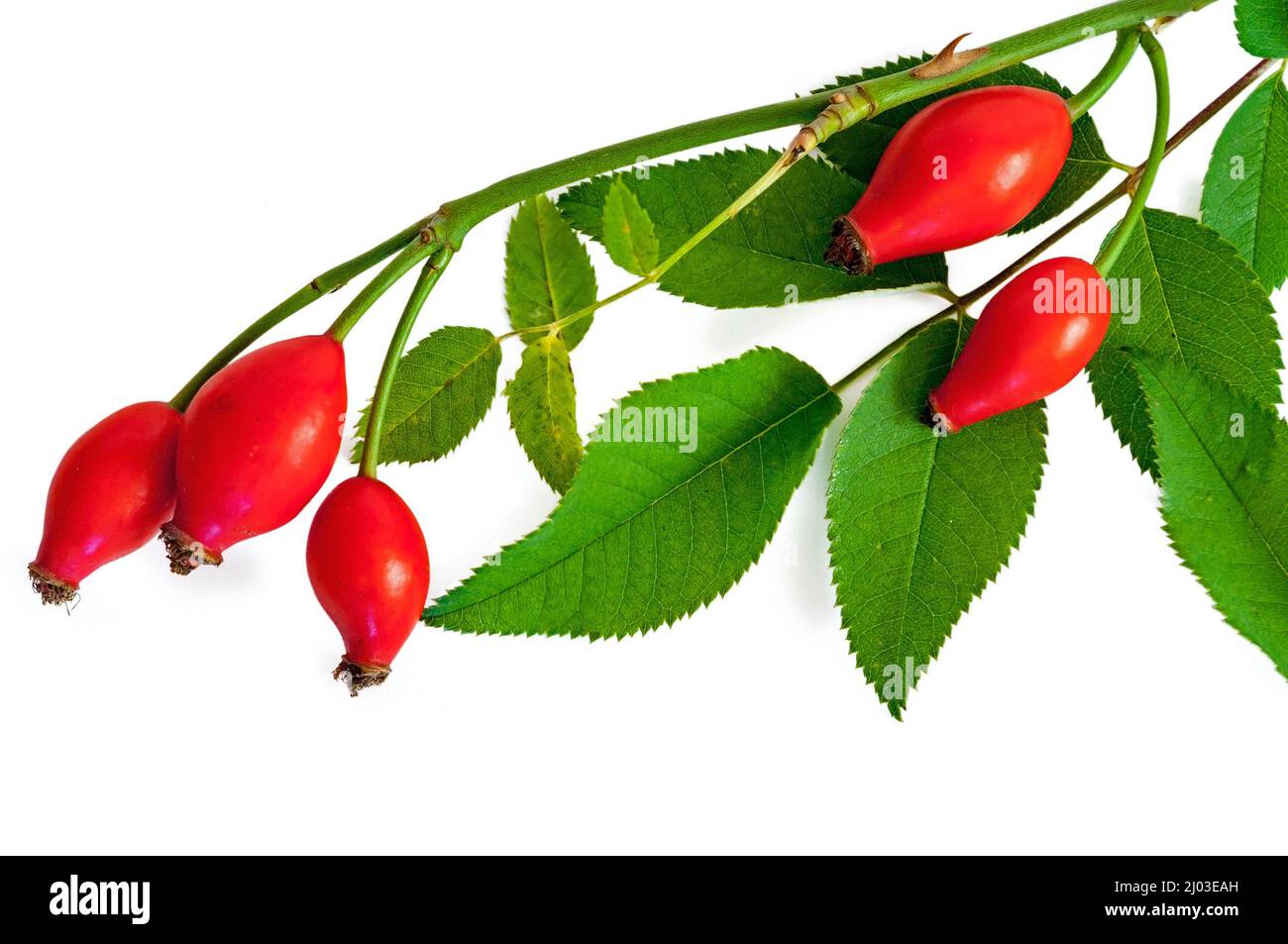 Rosehip stems with berries and leaves Stock Photo