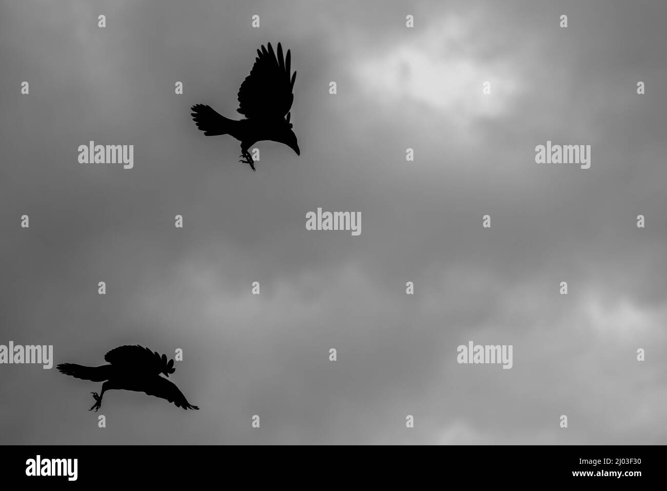 Grayscale shot of black flying bird silhouettes in a cloudy sky Stock ...