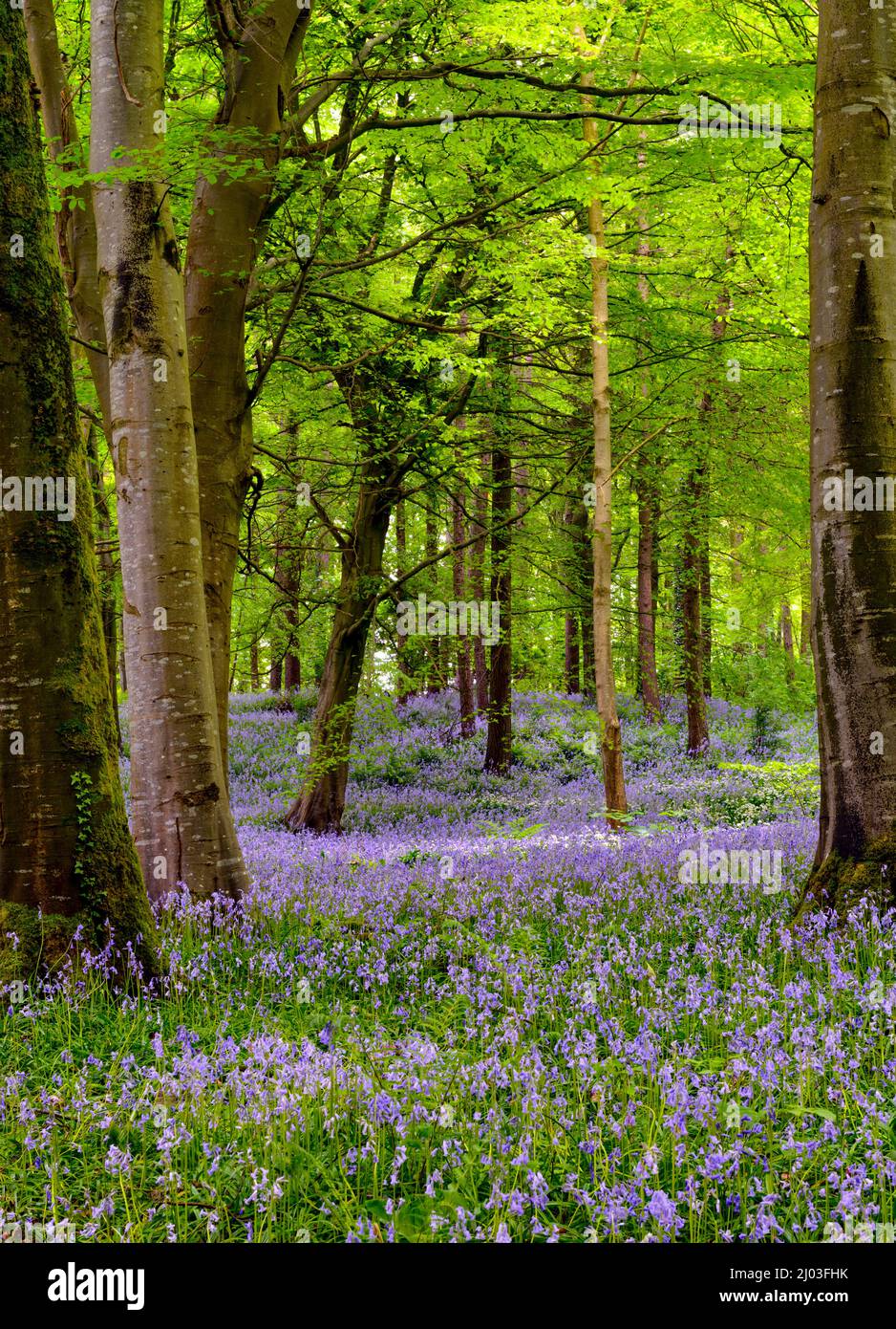 A carpet of Bluebells at Portglenone Forest Park, County Antrim, Northern Ireland Stock Photo