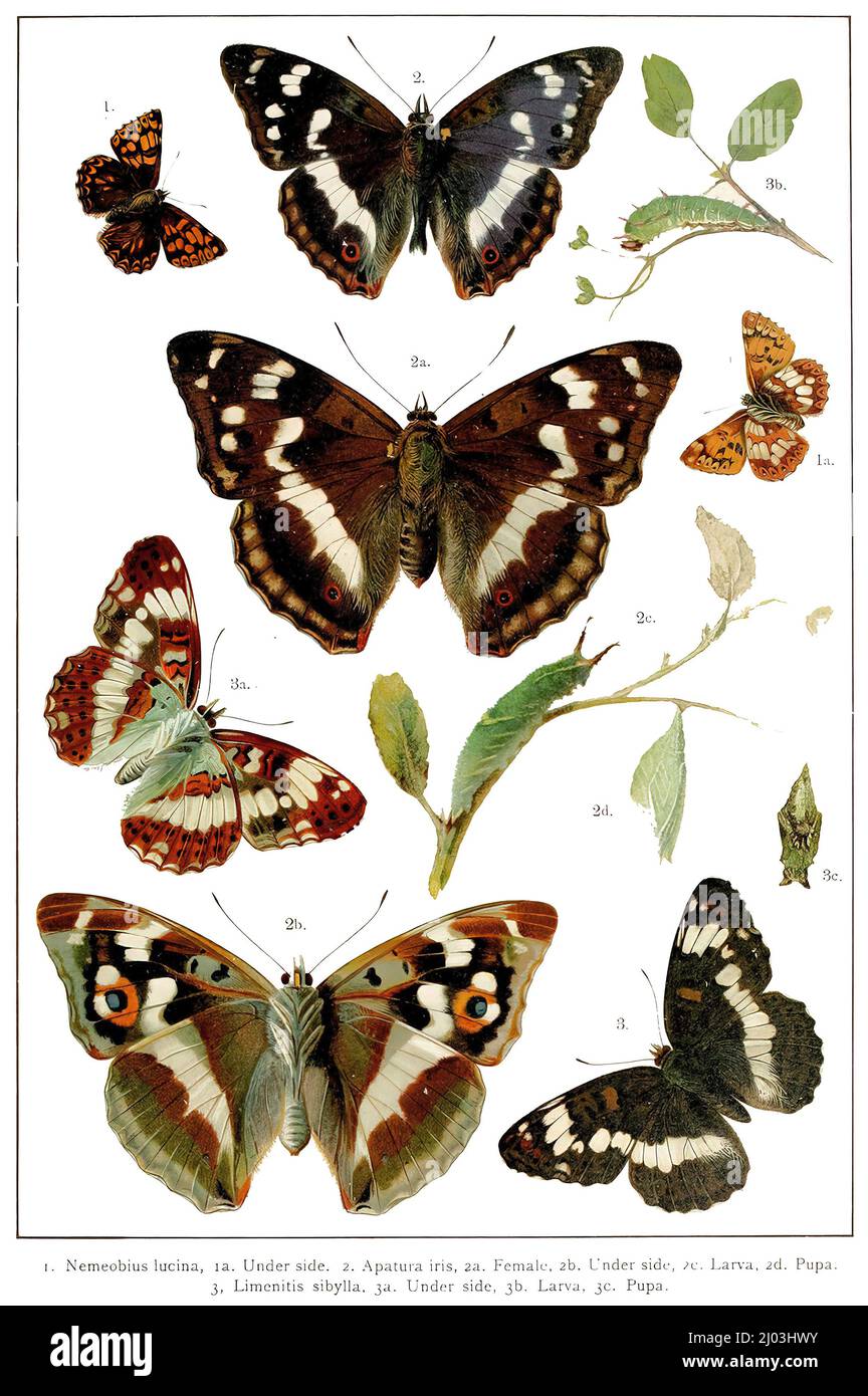 Types of butterflies on a white background in an old book about birds Stock Photo