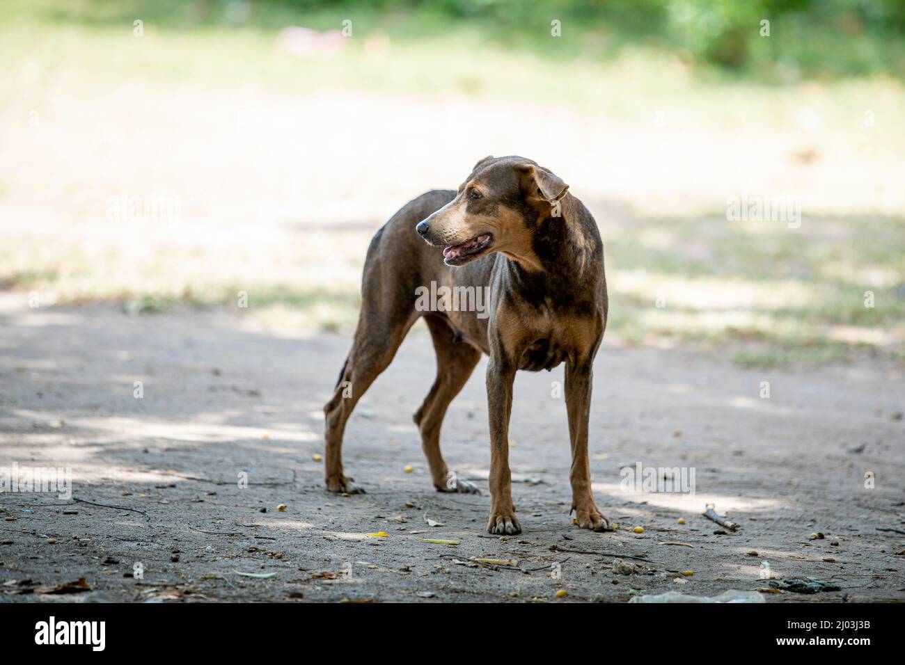A street Dog From Africa Stock Photo Alamy