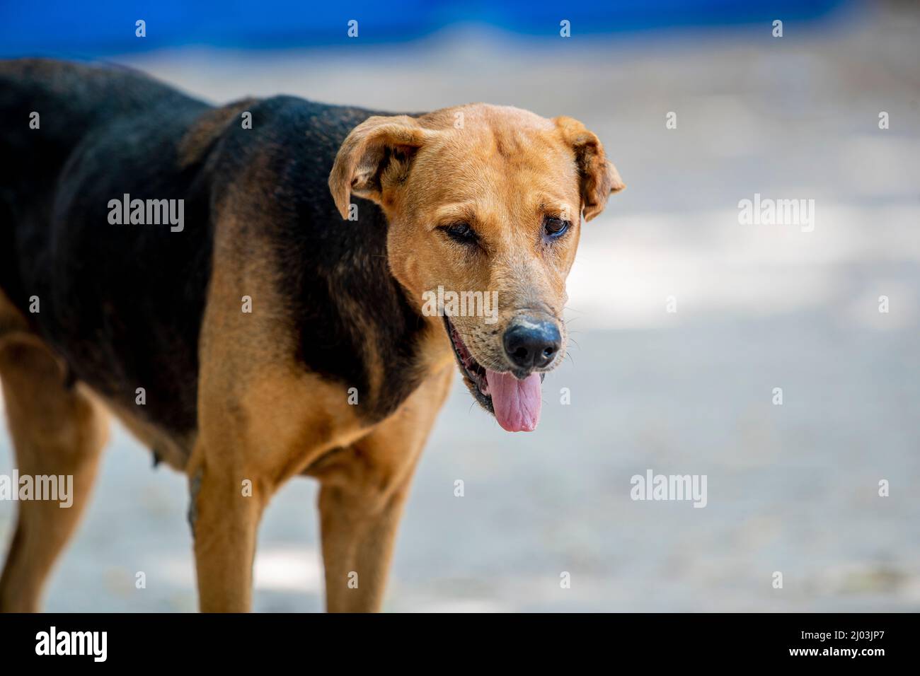 A street Dog From Africa Stock Photo Alamy