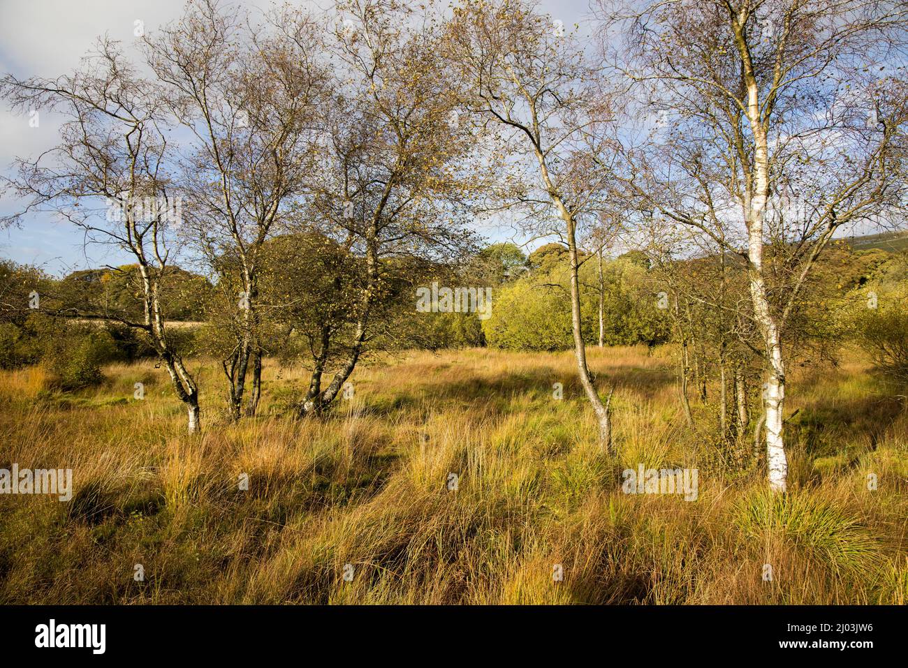Birch trees in the Malham Tarn national nature reserve in the Tarn Moss fen, Yorkshire Dales, UK Stock Photo