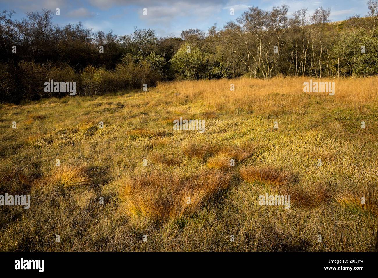 Deer grass, Trichophorum germanicum, Malham Tarn, Tarn Moss fenYorkshire Dales, UK Stock Photo