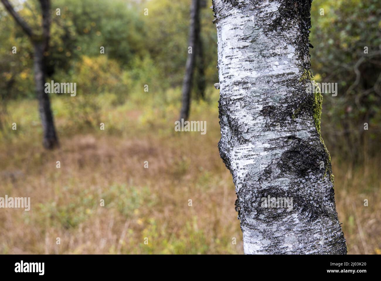 Birch tree bark in Tarn Moss nature reserve, Malham Tarn, Yorkshire Dales, UK Stock Photo