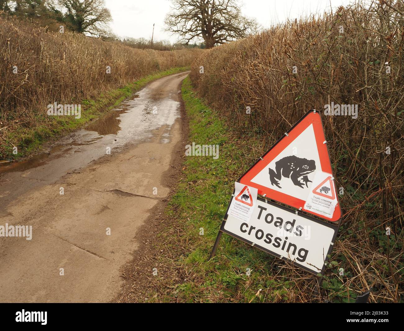Road sign warning motorists to slow down to avoid toads and other amphibians migrating in spring across this country lane near Compton Dando, Somerset Stock Photo