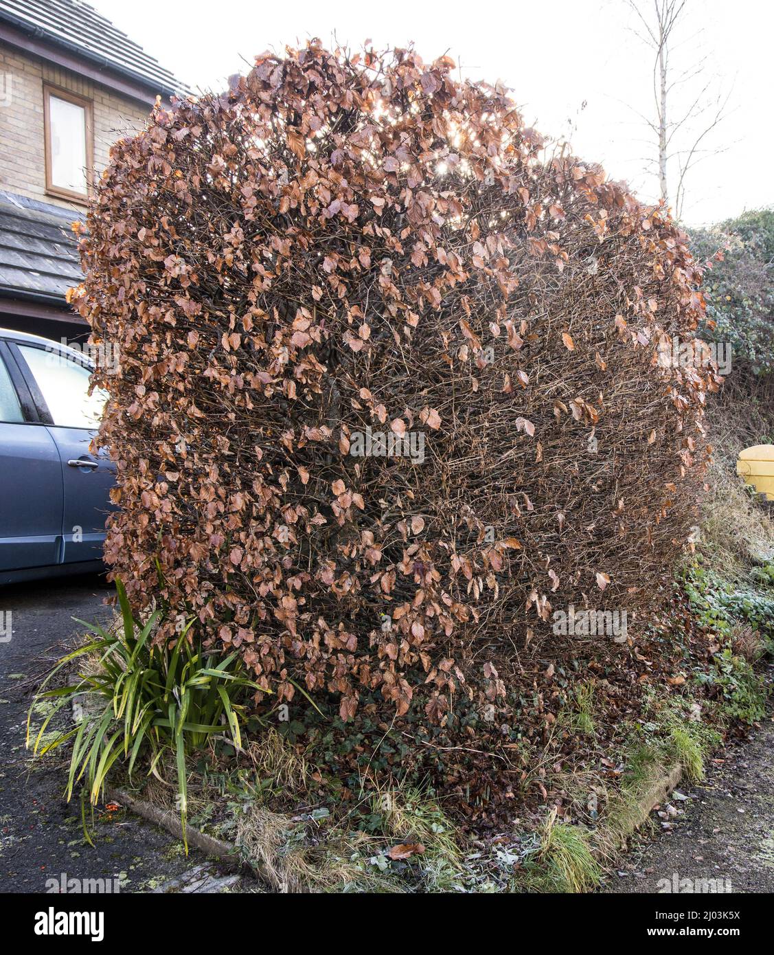 Beech hedge prior to winter cutting back, Wales, UK, see 2J03K6N and 2J03k68 Stock Photo