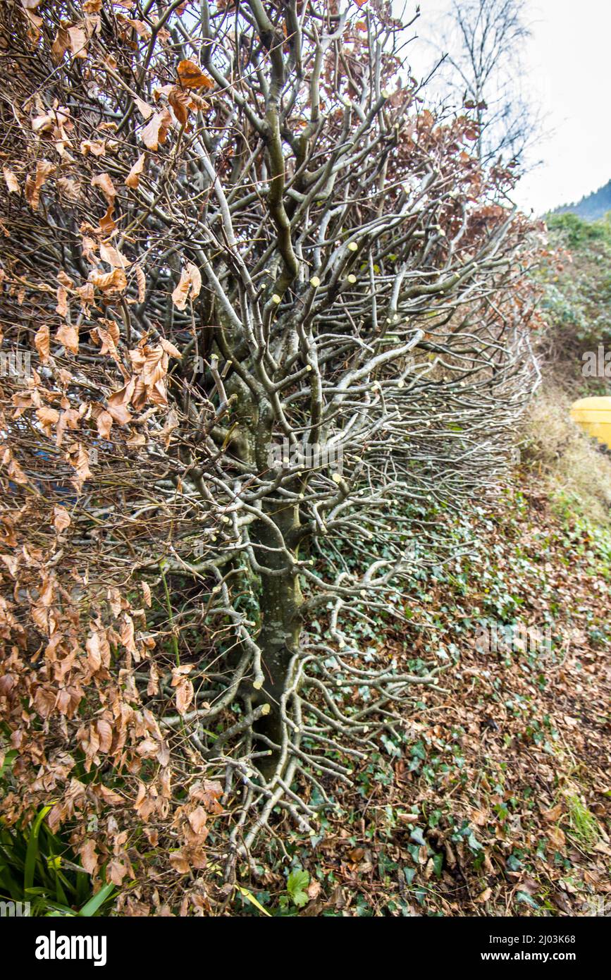 Beech hedge uk hires stock photography and images Alamy