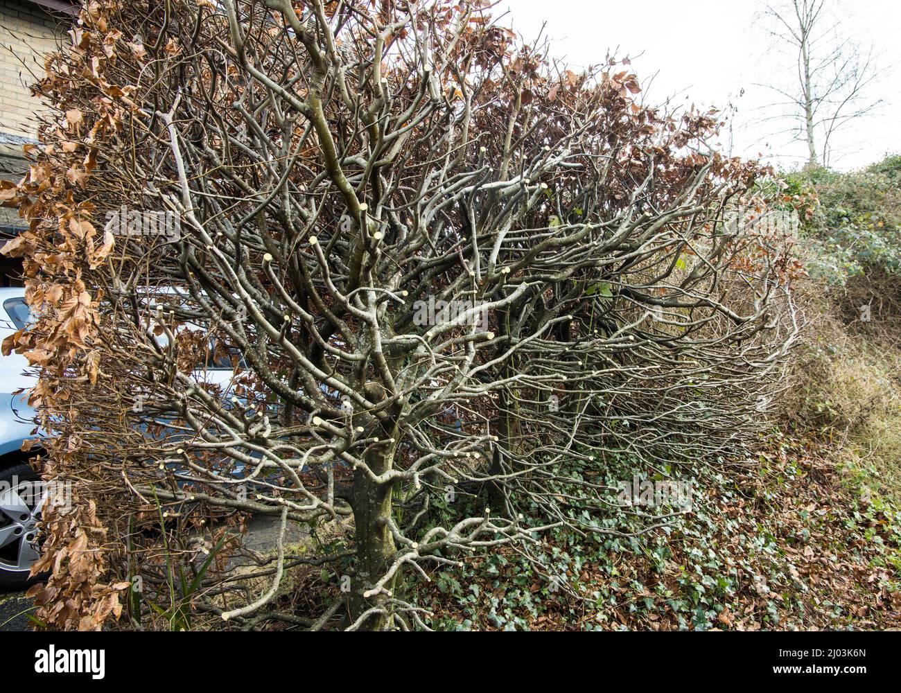 Beech hedge after winter cutting back, Wales, UK Stock Photo