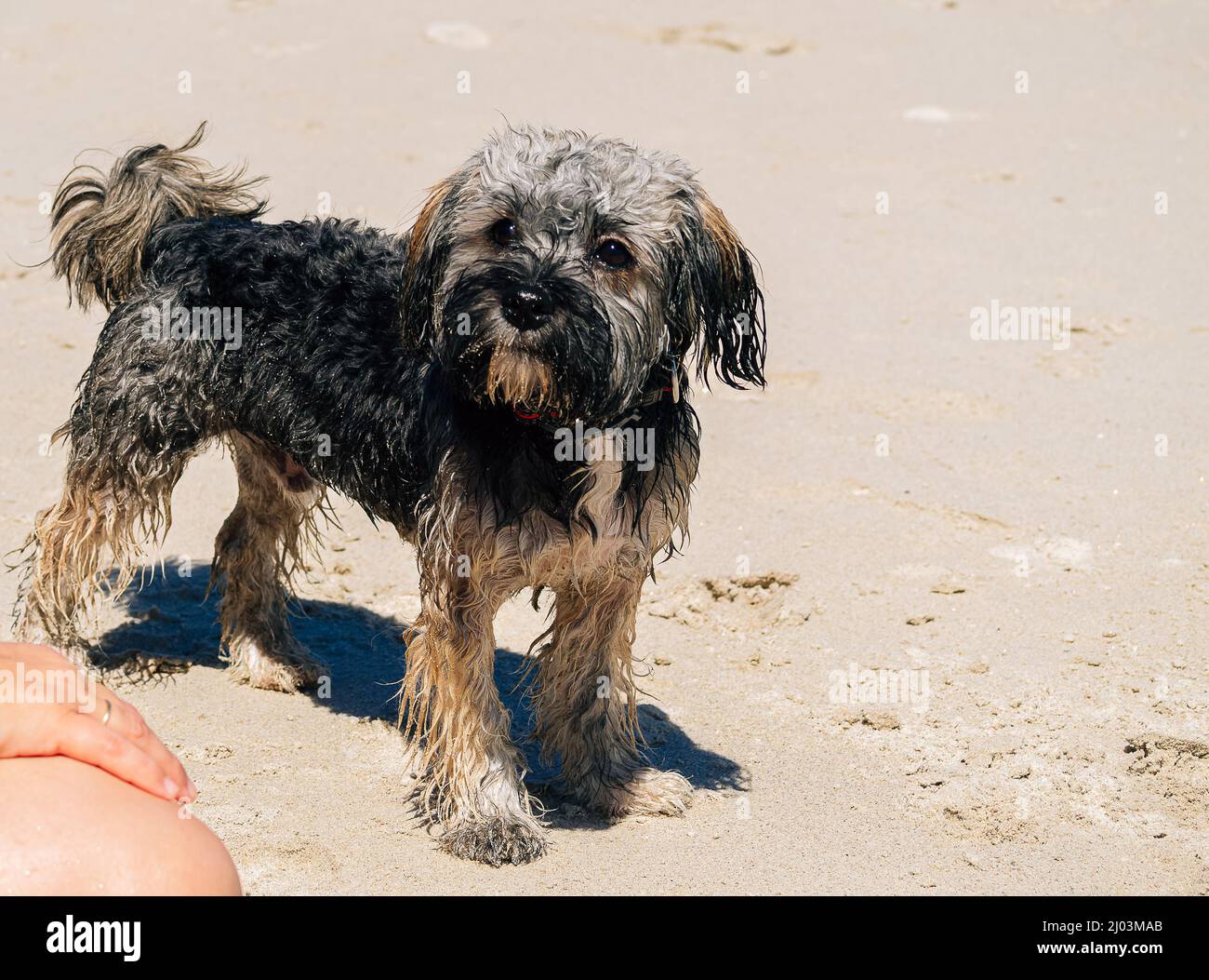 Mixed breed dog Tibetan Terrier and Shih Tzu lying, isolated on a white  background Stock Photo - Alamy