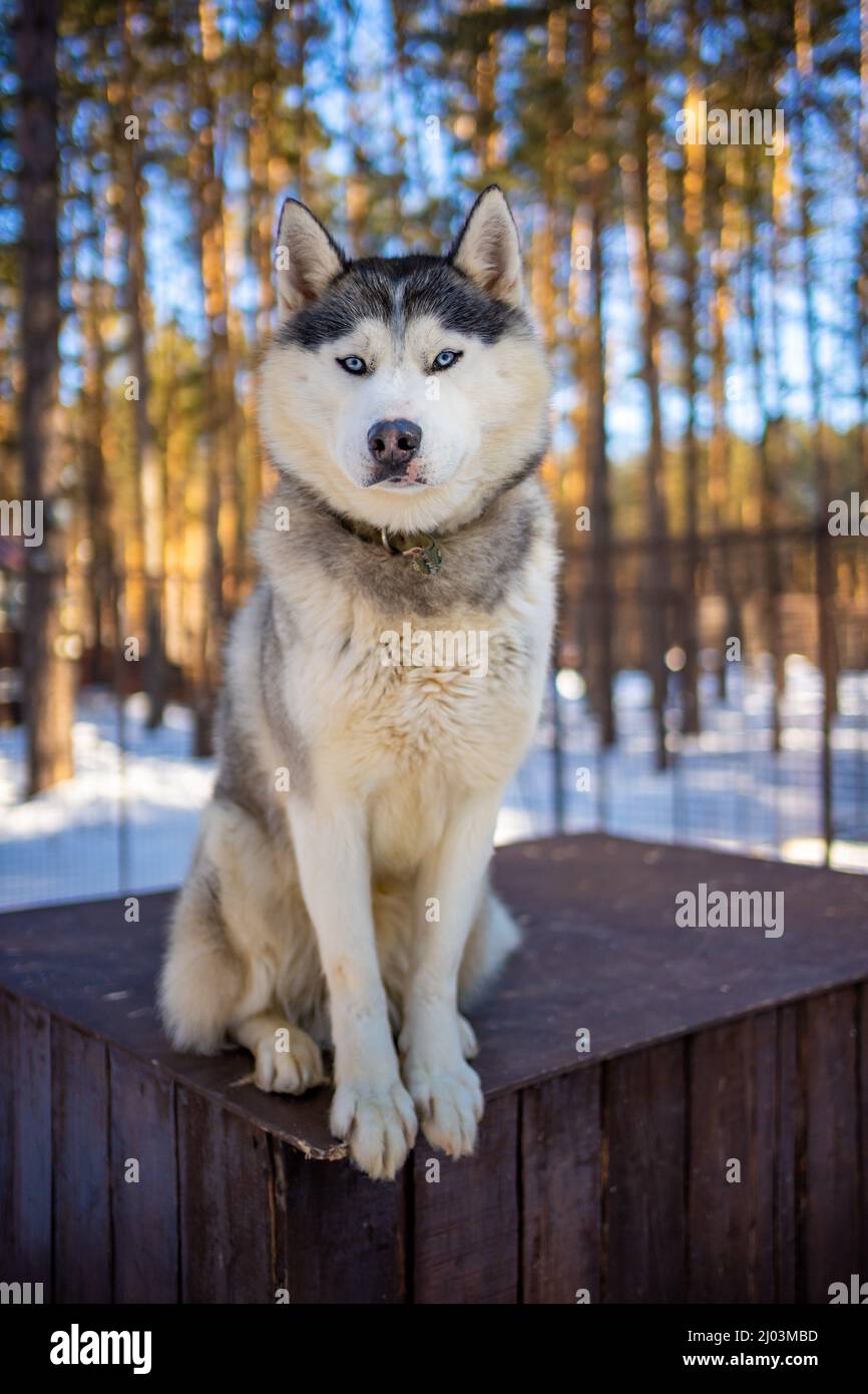 Portrait of cute and happy Siberian Husky dog standing in dog