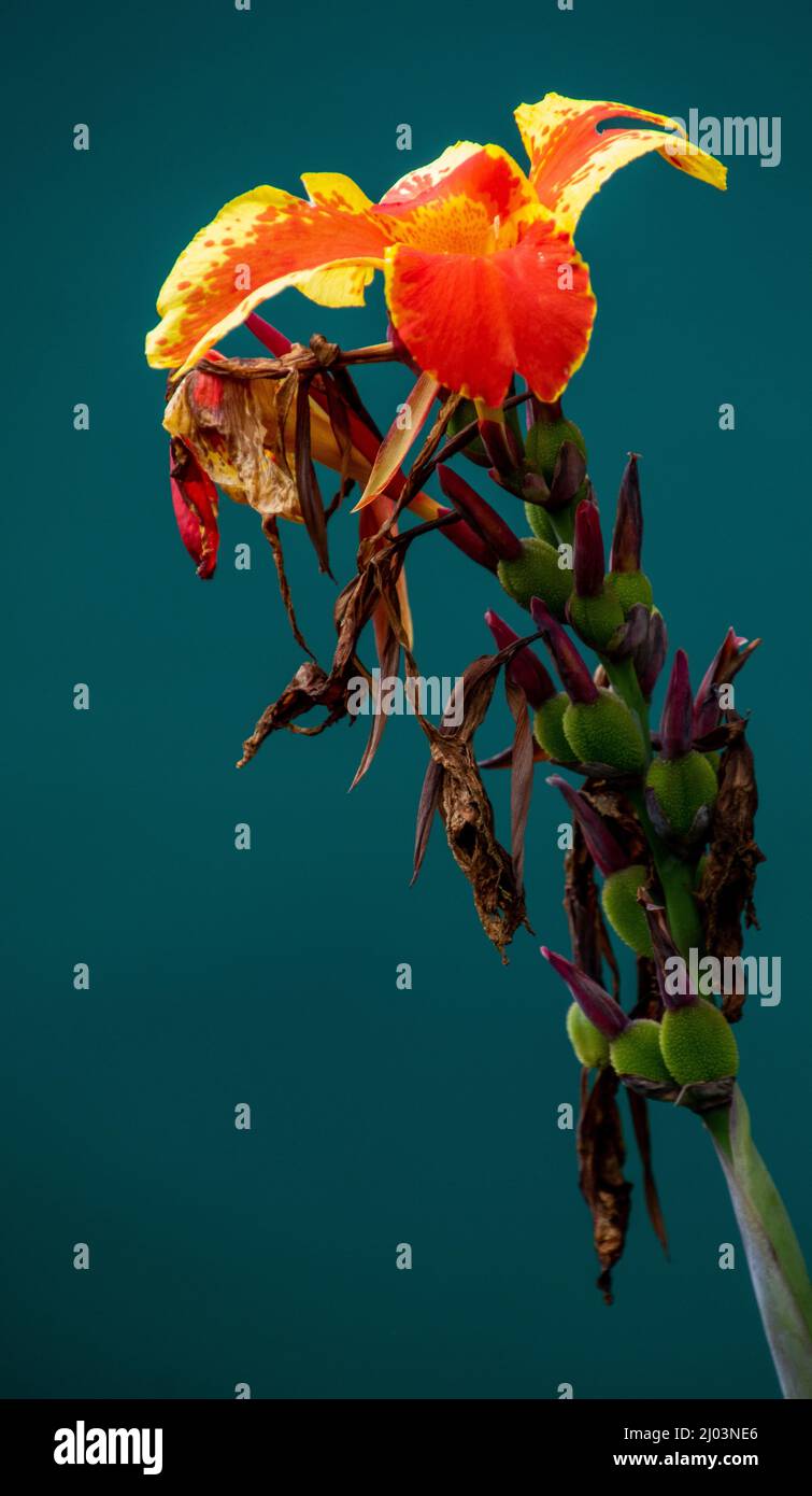 Fine art image of a flower hi-res stock photography and images - Alamy