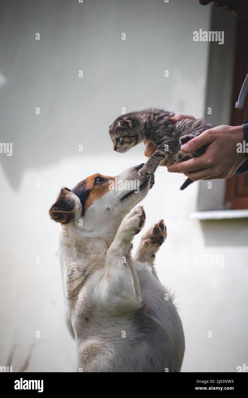 Are Female Dogs Protective Of Their Puppies