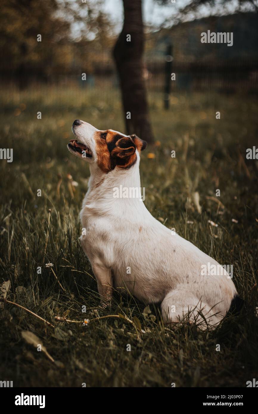 protective Jack Russell Terrier with a calm and affectionate expression stands in the middle of