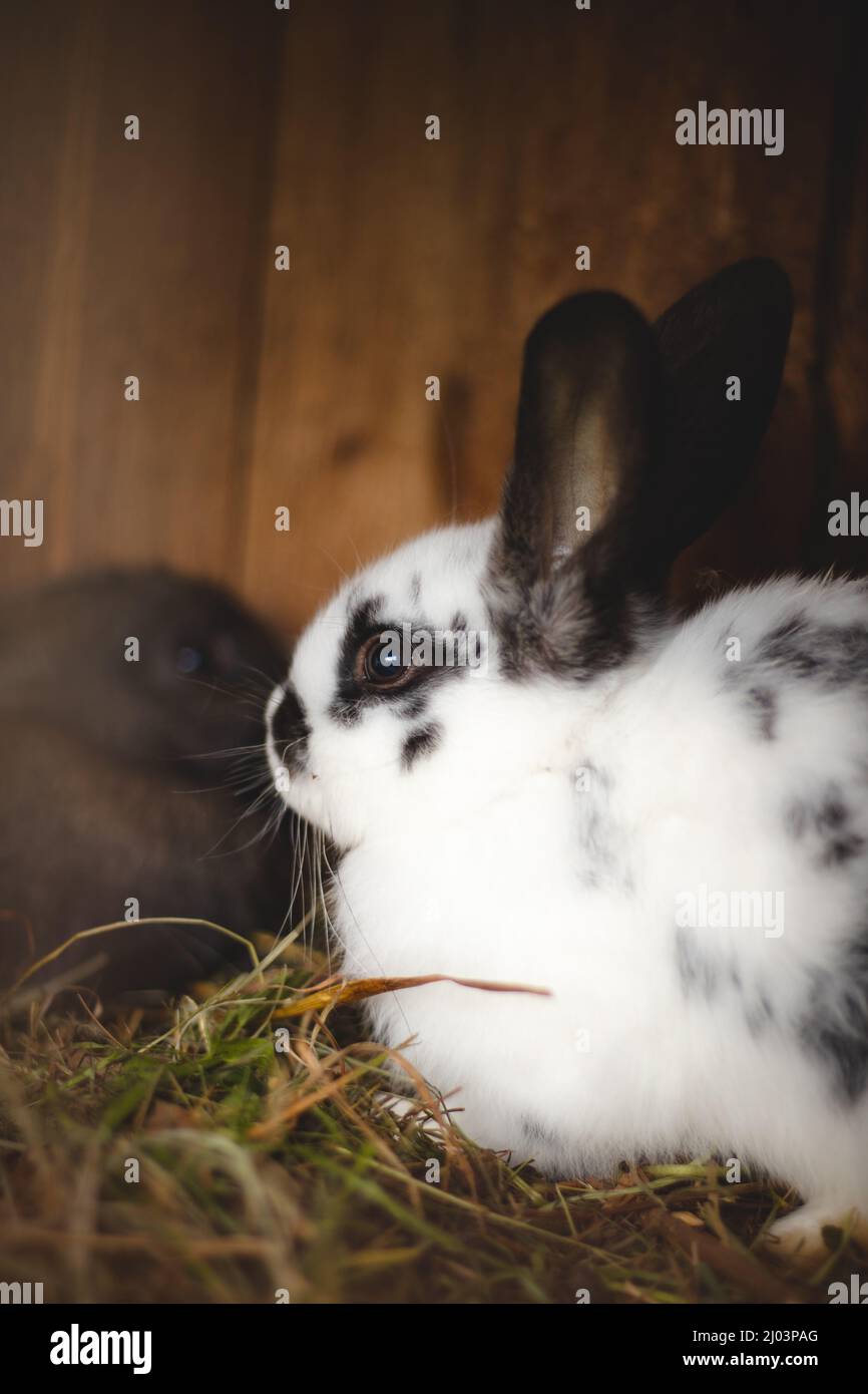 How Do I Stop My Dog From Killing Rabbits