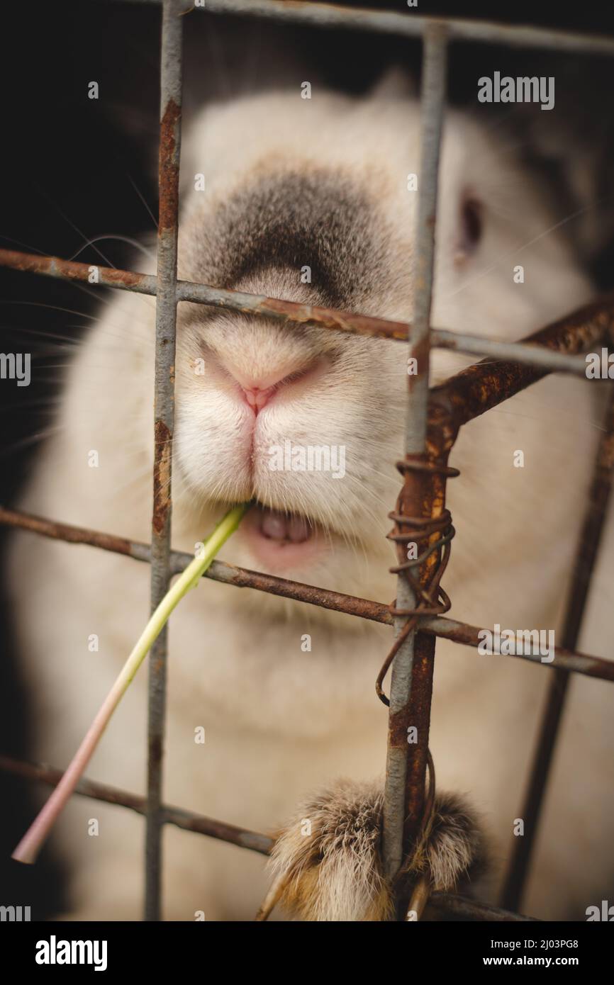 How Do I Stop My Dog From Killing Rabbits