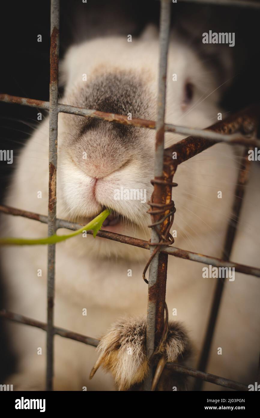 White Domestic rabbit eating grass through the bars in the wooden hutch ...