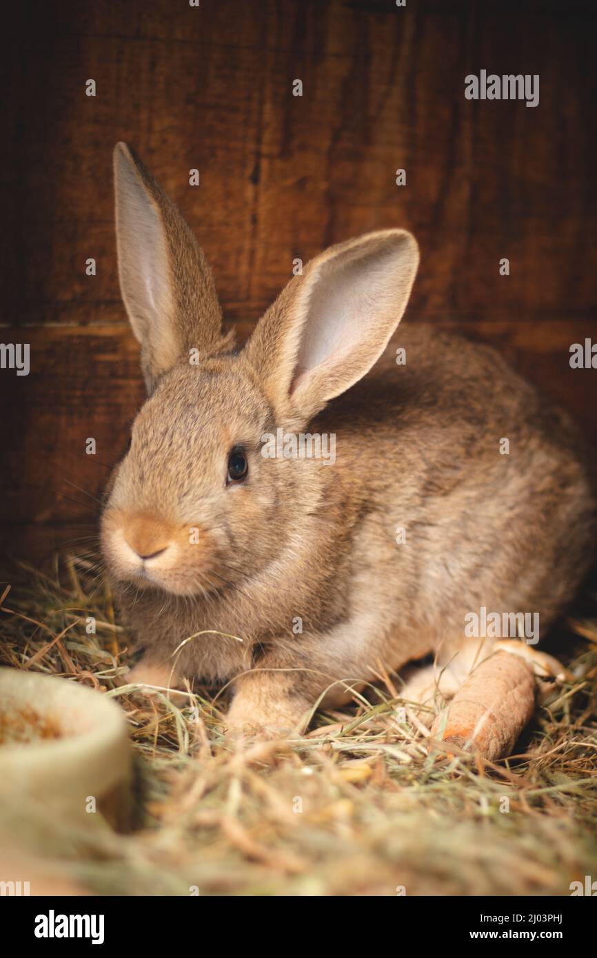 Red Domestic rabbit eating straw in a wooden hutch and well fed for ...