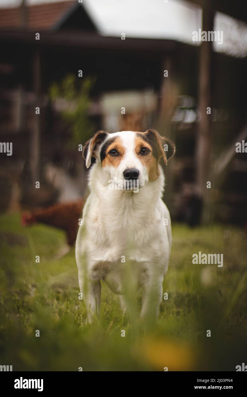 protective Jack Russell Terrier with a calm and affectionate expression stands in the middle of