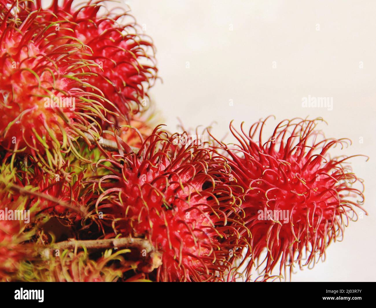 rambutan fruit on a tree Stock Photo - Alamy