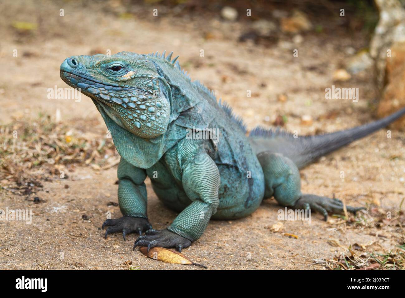 Blue Iguana, Grand Cayman Stock Photo - Alamy