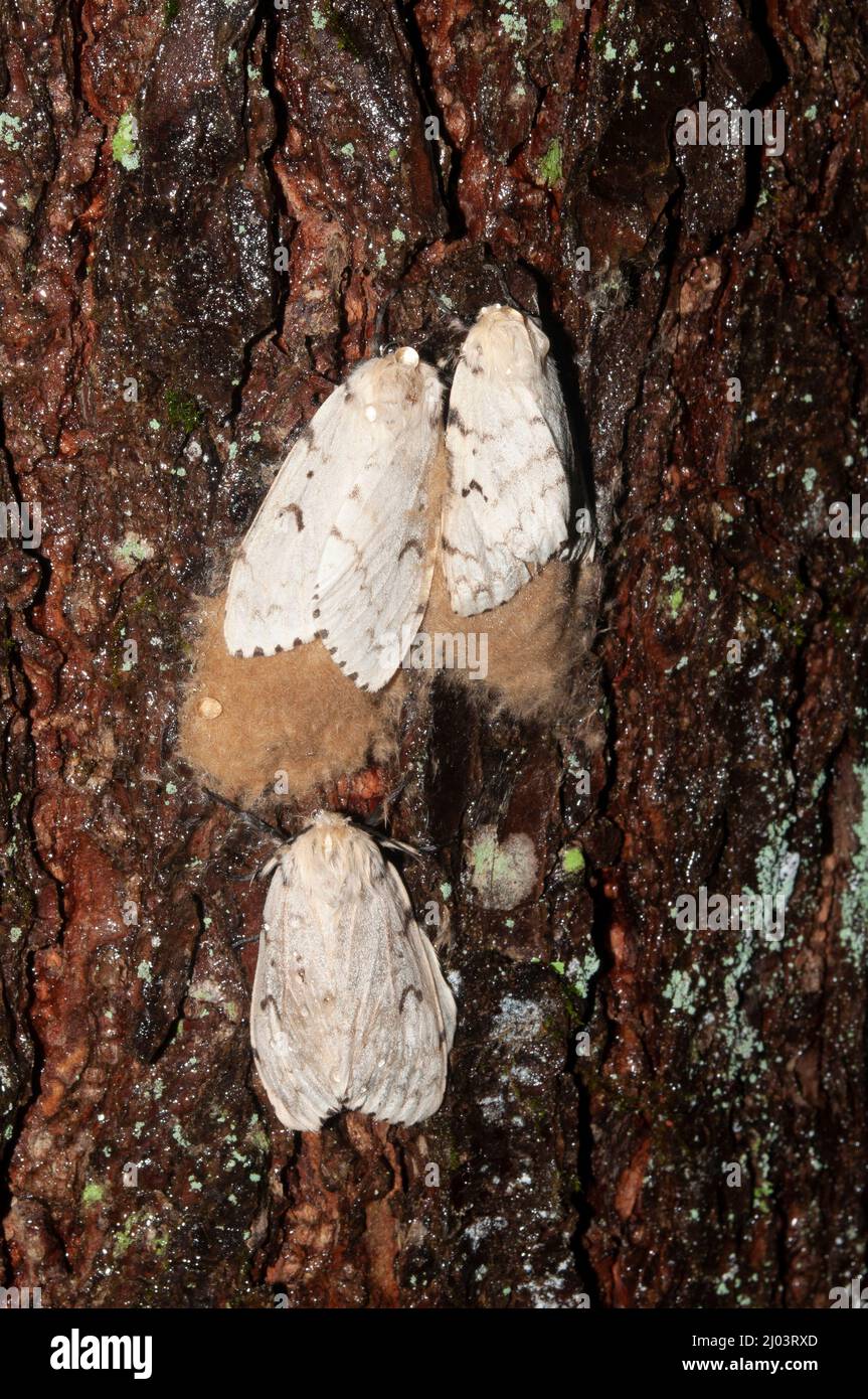 Female spongy moths (gypsy moths) with egg masses on an Eastern  Hemlock tree in the Adirondack Forest Preserve, New York Stock Photo