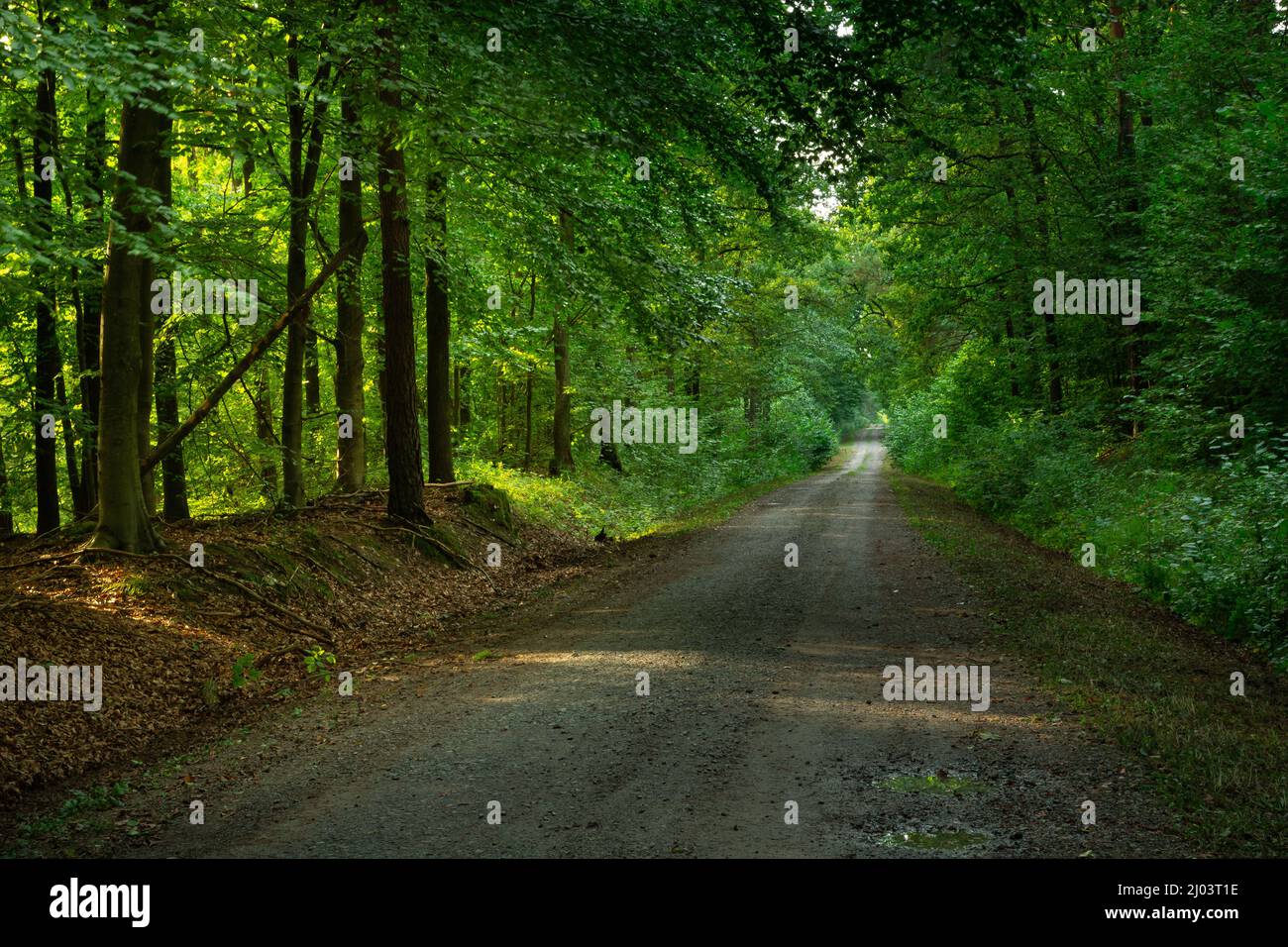 Empty straight road through the green forest, Summer day Stock Photo